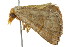  ( - BIOUG01160-E05)  @14 [ ] CreativeCommons - Attribution (2011) CBG Photography Group Centre for Biodiversity Genomics