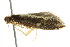  ( - BIOUG01160-H04)  @13 [ ] CreativeCommons - Attribution (2011) CBG Photography Group Centre for Biodiversity Genomics