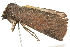  ( - BIOUG01161-E04)  @12 [ ] CreativeCommons - Attribution (2011) CBG Photography Group Centre for Biodiversity Genomics