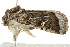  ( - BIOUG01161-E10)  @12 [ ] CreativeCommons - Attribution (2011) CBG Photography Group Centre for Biodiversity Genomics