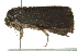  ( - BIOUG01161-F10)  @12 [ ] CreativeCommons - Attribution (2011) CBG Photography Group Centre for Biodiversity Genomics