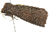  ( - BIOUG01163-G02)  @12 [ ] CreativeCommons - Attribution (2011) CBG Photography Group Centre for Biodiversity Genomics