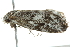  ( - BIOUG01164-A08)  @13 [ ] CreativeCommons - Attribution (2011) CBG Photography Group Centre for Biodiversity Genomics