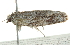  ( - BIOUG01162-H08)  @12 [ ] CreativeCommons - Attribution (2011) CBG Photography Group Centre for Biodiversity Genomics