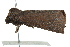  ( - BIOUG01235-C04)  @12 [ ] CreativeCommons - Attribution (2011) CBG Photography Group Centre for Biodiversity Genomics