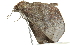  ( - BIOUG01235-D12)  @12 [ ] CreativeCommons - Attribution (2011) CBG Photography Group Centre for Biodiversity Genomics