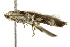  ( - BIOUG02089-G06)  @12 [ ] CreativeCommons - Attribution (2012) CBG Photography Group Centre for Biodiversity Genomics
