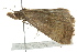  ( - BIOUG02121-C05)  @13 [ ] CreativeCommons - Attribution (2012) CBG Photography Group Centre for Biodiversity Genomics