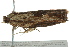  ( - BIOUG02121-C07)  @12 [ ] CreativeCommons - Attribution (2012) CBG Photography Group Centre for Biodiversity Genomics