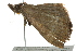  ( - BIOUG02121-D05)  @13 [ ] CreativeCommons - Attribution (2012) CBG Photography Group Centre for Biodiversity Genomics