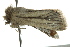  ( - BIOUG02121-F10)  @13 [ ] CreativeCommons - Attribution (2012) CBG Photography Group Centre for Biodiversity Genomics