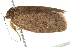  ( - BIOUG02121-G04)  @13 [ ] CreativeCommons - Attribution (2012) CBG Photography Group Centre for Biodiversity Genomics