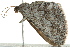  ( - BIOUG02121-H05)  @13 [ ] CreativeCommons - Attribution (2012) CBG Photography Group Centre for Biodiversity Genomics