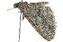  ( - BIOUG02121-H11)  @12 [ ] CreativeCommons - Attribution (2012) CBG Photography Group Centre for Biodiversity Genomics