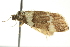  ( - BIOUG02105-E03)  @13 [ ] CreativeCommons - Attribution (2012) CBG Photography Group Centre for Biodiversity Genomics