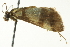  ( - BIOUG02105-G11)  @12 [ ] CreativeCommons - Attribution (2012) CBG Photography Group Centre for Biodiversity Genomics