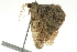  ( - BIOUG02181-E12)  @13 [ ] CreativeCommons - Attribution (2012) CBG Photography Group Centre for Biodiversity Genomics
