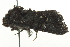  ( - BIOUG02106-C08)  @12 [ ] CreativeCommons - Attribution (2012) CBG Photography Group Centre for Biodiversity Genomics