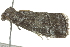  ( - BIOUG02107-B09)  @12 [ ] CreativeCommons - Attribution (2012) CBG Photography Group Centre for Biodiversity Genomics