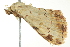  ( - BIOUG02107-E11)  @14 [ ] CreativeCommons - Attribution (2012) CBG Photography Group Centre for Biodiversity Genomics