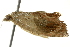  ( - BIOUG02107-E12)  @12 [ ] CreativeCommons - Attribution (2012) CBG Photography Group Centre for Biodiversity Genomics