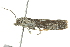  ( - BIOUG02108-A03)  @12 [ ] CreativeCommons - Attribution (2012) CBG Photography Group Centre for Biodiversity Genomics