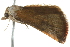  ( - BIOUG02108-A07)  @12 [ ] CreativeCommons - Attribution (2012) CBG Photography Group Centre for Biodiversity Genomics