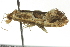  ( - BIOUG02108-A09)  @13 [ ] CreativeCommons - Attribution (2012) CBG Photography Group Centre for Biodiversity Genomics