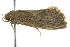  ( - BIOUG02108-C05)  @13 [ ] CreativeCommons - Attribution (2012) CBG Photography Group Centre for Biodiversity Genomics