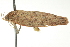  ( - BIOUG02108-E08)  @13 [ ] CreativeCommons - Attribution (2012) CBG Photography Group Centre for Biodiversity Genomics