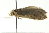  ( - BIOUG02109-A02)  @12 [ ] CreativeCommons - Attribution (2012) CBG Photography Group Centre for Biodiversity Genomics