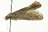  ( - BIOUG02109-A11)  @12 [ ] CreativeCommons - Attribution (2012) CBG Photography Group Centre for Biodiversity Genomics