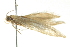  ( - BIOUG02109-B07)  @12 [ ] CreativeCommons - Attribution (2012) CBG Photography Group Centre for Biodiversity Genomics