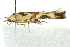  ( - BIOUG02109-B10)  @12 [ ] CreativeCommons - Attribution (2012) CBG Photography Group Centre for Biodiversity Genomics