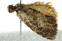  ( - BIOUG02109-F04)  @12 [ ] CreativeCommons - Attribution (2012) CBG Photography Group Centre for Biodiversity Genomics