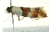  ( - BIOUG02109-H10)  @13 [ ] CreativeCommons - Attribution (2012) CBG Photography Group Centre for Biodiversity Genomics