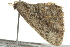  ( - BIOUG02110-A08)  @13 [ ] CreativeCommons - Attribution (2012) CBG Photography Group Centre for Biodiversity Genomics