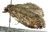 ( - BIOUG02111-D02)  @12 [ ] CreativeCommons - Attribution (2012) CBG Photography Group Centre for Biodiversity Genomics