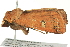  ( - BIOUG02111-F01)  @13 [ ] CreativeCommons - Attribution (2012) CBG Photography Group Centre for Biodiversity Genomics