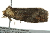  ( - BIOUG02111-G02)  @12 [ ] CreativeCommons - Attribution (2012) CBG Photography Group Centre for Biodiversity Genomics