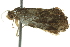  ( - BIOUG02112-E10)  @12 [ ] CreativeCommons - Attribution (2012) CBG Photography Group Centre for Biodiversity Genomics