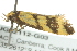  ( - BIOUG02112-G03)  @13 [ ] CreativeCommons - Attribution (2012) CBG Photography Group Centre for Biodiversity Genomics