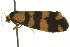  ( - BIOUG02112-H05)  @12 [ ] CreativeCommons - Attribution (2012) CBG Photography Group Centre for Biodiversity Genomics
