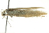  (Coleophora crypsineura-5 - BIOUG02113-A05)  @13 [ ] CreativeCommons - Attribution (2012) CBG Photography Group Centre for Biodiversity Genomics