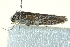  (Agriophara sp. 18 - BIOUG02113-B05)  @12 [ ] CreativeCommons - Attribution (2012) CBG Photography Group Centre for Biodiversity Genomics