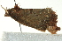  ( - BIOUG02113-D01)  @13 [ ] CreativeCommons - Attribution (2012) CBG Photography Group Centre for Biodiversity Genomics