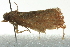  ( - BIOUG02113-D08)  @13 [ ] CreativeCommons - Attribution (2012) CBG Photography Group Centre for Biodiversity Genomics