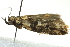  ( - BIOUG02113-G04)  @12 [ ] CreativeCommons - Attribution (2012) CBG Photography Group Centre for Biodiversity Genomics