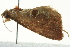  ( - BIOUG02113-H09)  @13 [ ] CreativeCommons - Attribution (2012) CBG Photography Group Centre for Biodiversity Genomics