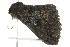  ( - BIOUG02115-B06)  @13 [ ] CreativeCommons - Attribution (2012) CBG Photography Group Centre for Biodiversity Genomics